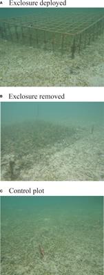 Megaherbivore exclusion led to more complex seagrass canopies and increased biomass and sediment Corg pools in a tropical meadow